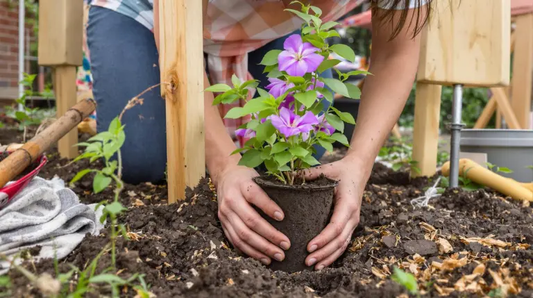 Deze klimplant plant je nu voor een bloemenzee komende zomer